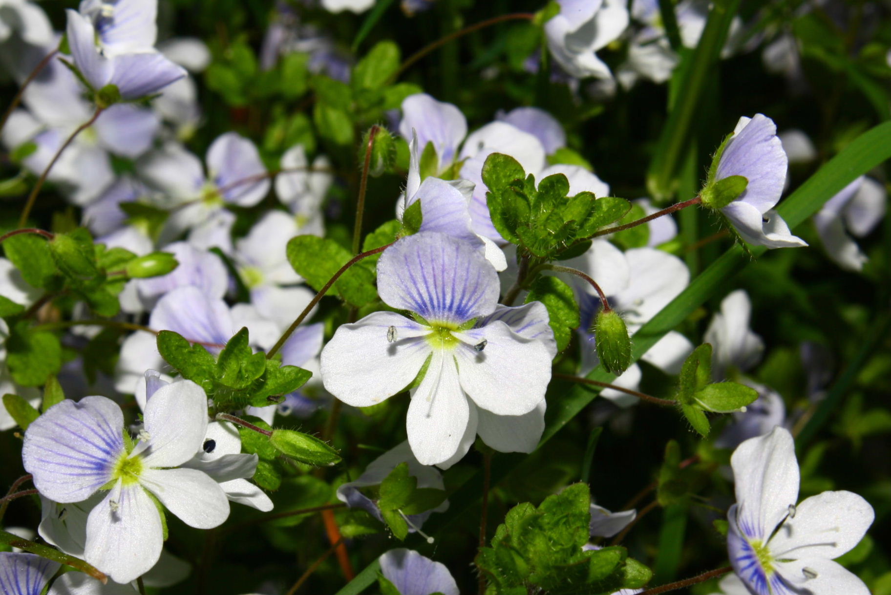 Veronica filiformis